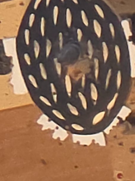 Hochadler vor dem Fall